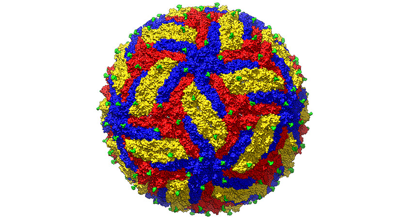 Zika virus