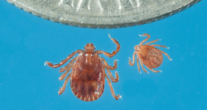 longhorned tick adult and nymph next to a dime