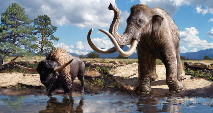illustration of bison and mammoths