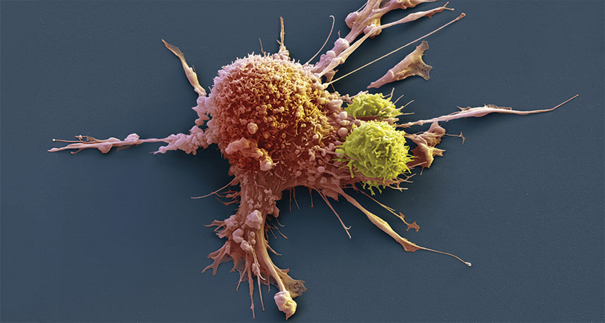 car-t cell