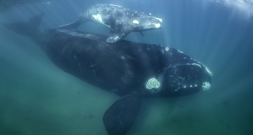 baleen whale