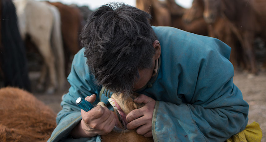 Mongolian herder