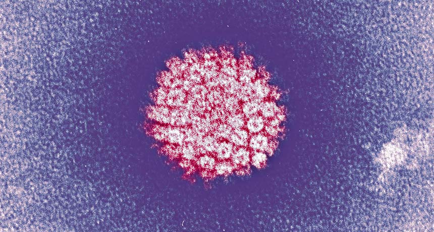 human papillomavirus pap