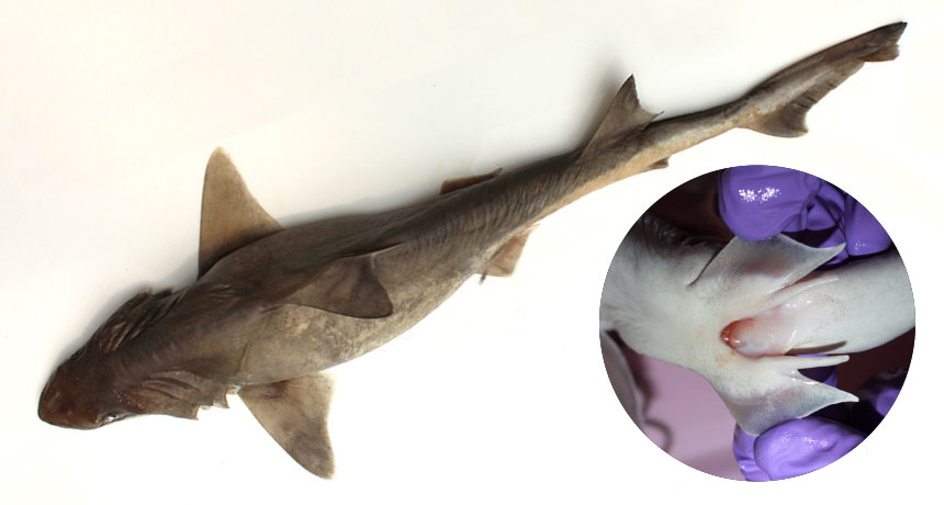 This shark looks male but has female reproductive organ | Science News