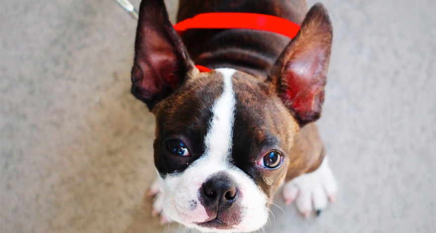 dog