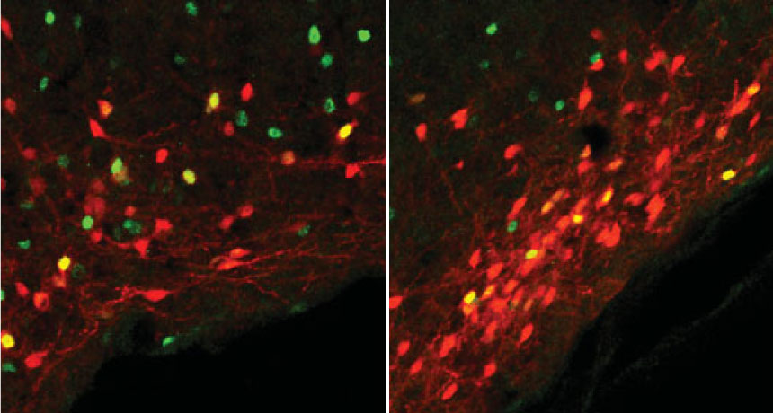 mice nerve cells