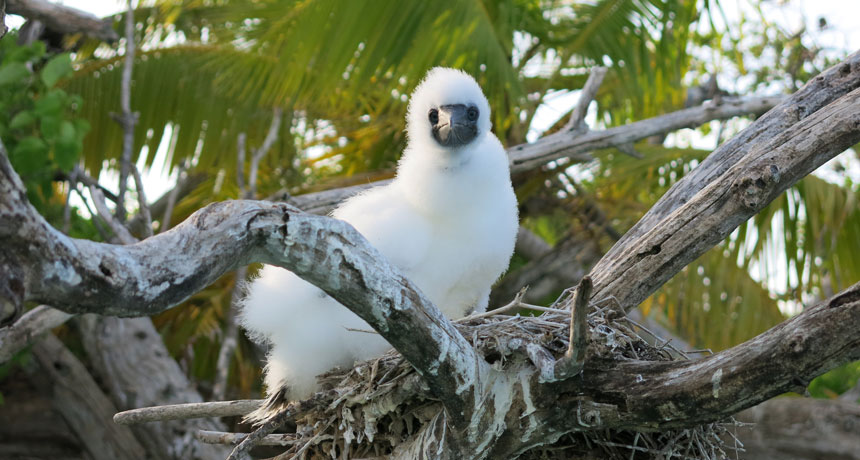 booby chick