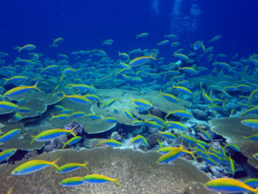 coral reef ecosystem