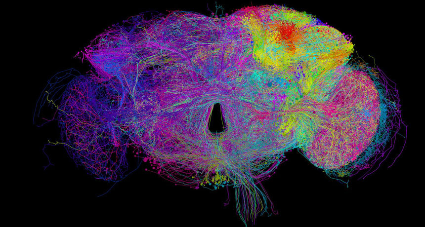 fruit fly brain map
