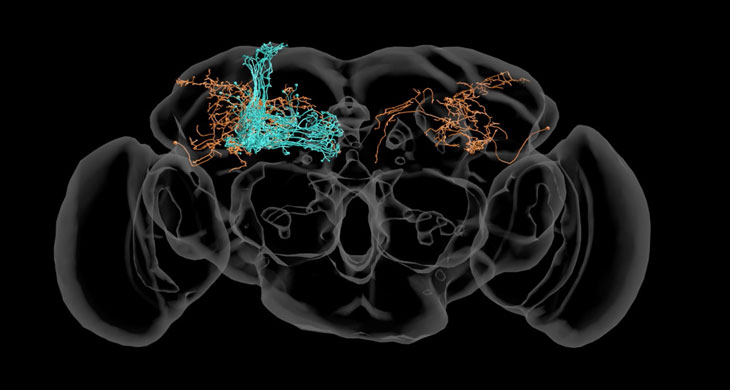 nerve cells in the fruit fly brain