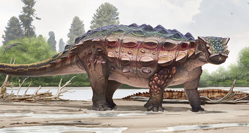 Akainacephalus johnsoni illustration