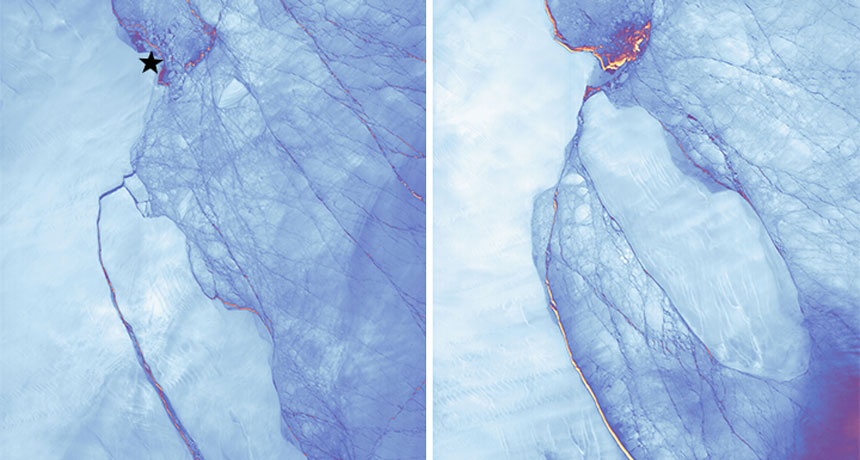 Larsen C