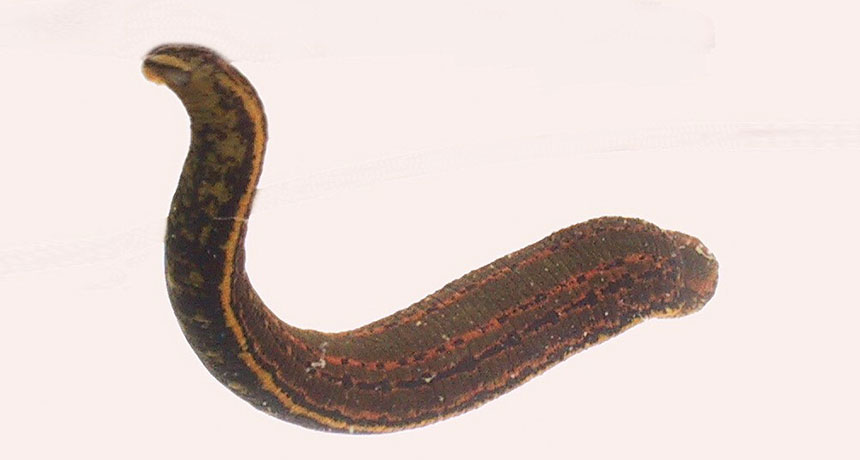 leech