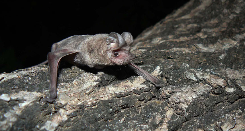 Little free-tailed bat
