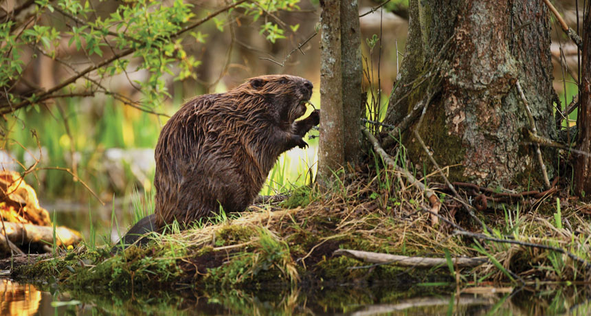 beaver