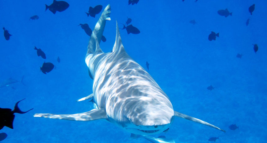 lemon shark underwater
