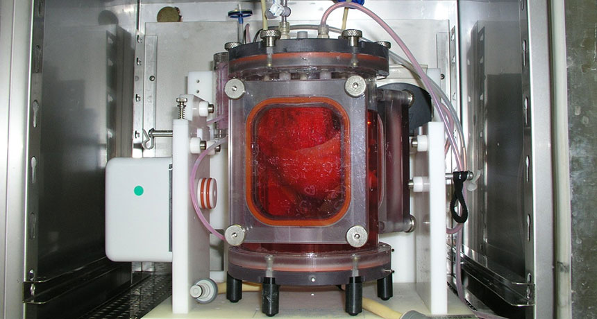 bioengineered lungs in a bioreactor tank
