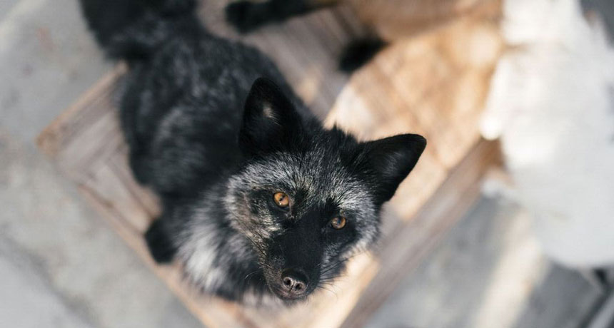 red fox with a silver coat