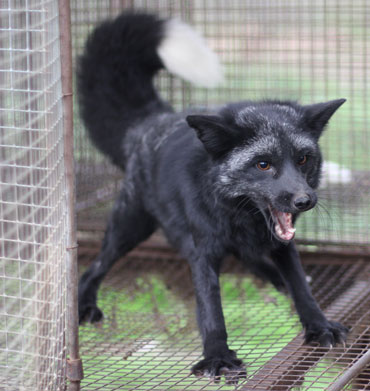 aggressive red fox