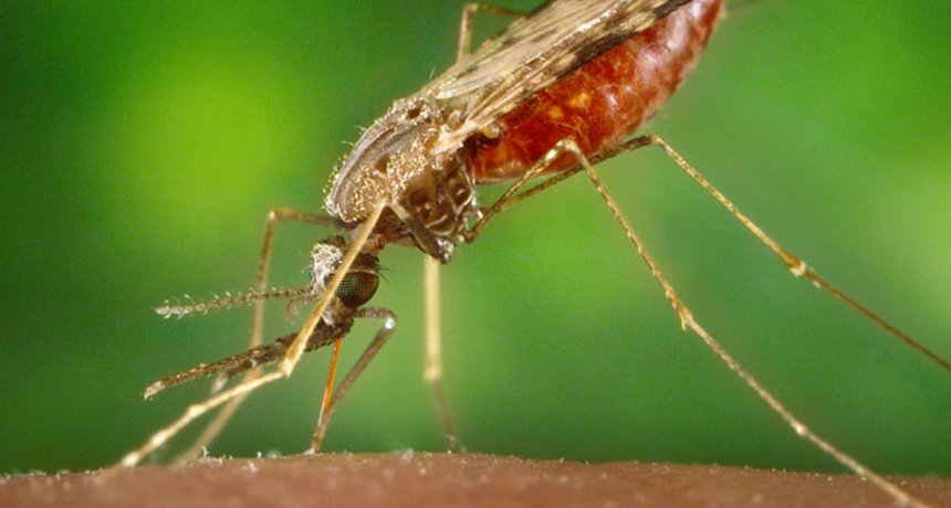 mosquito