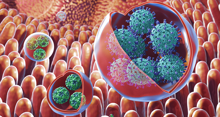 illustration of viruses in vesicles