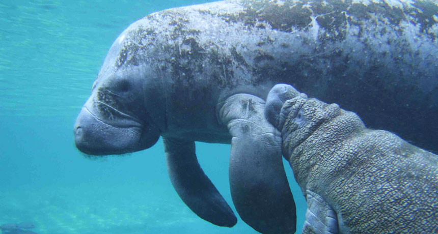 two manatees