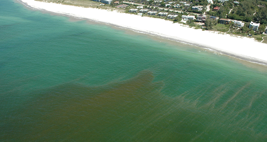 algal bloom off Florida's west coast
