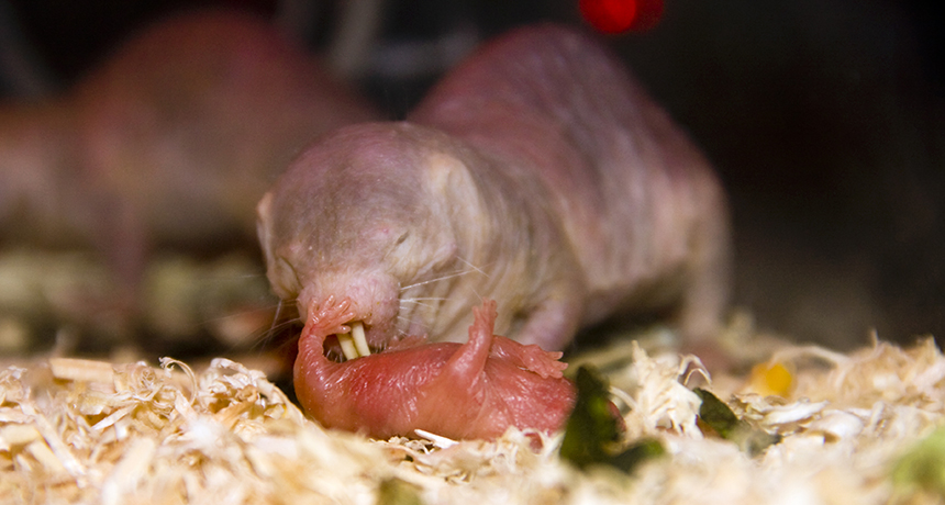 Naked mole-rats eat the poop of their queen for parenting cues