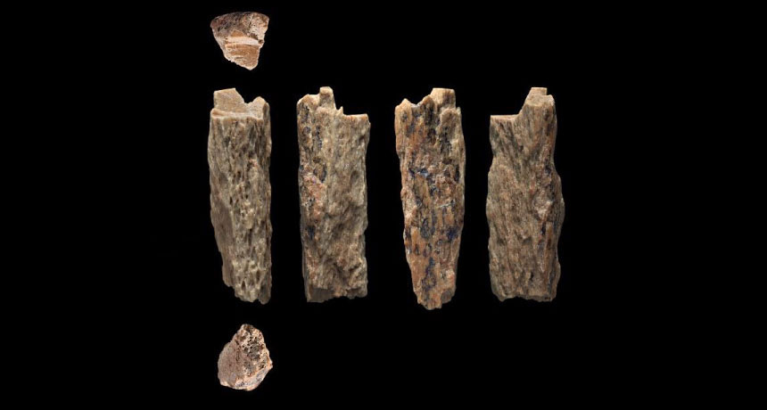 a photo of a 50,000-year-old bone fragment