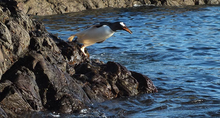 gentoo penguin