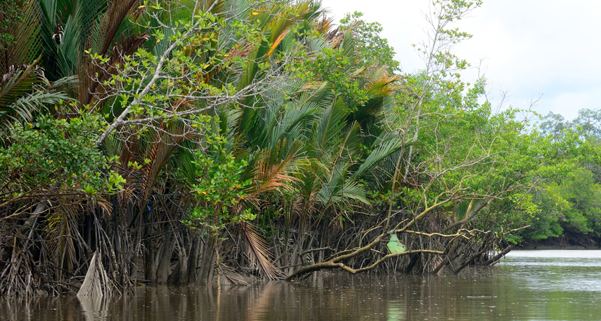 mangrove forests in Inodnesia