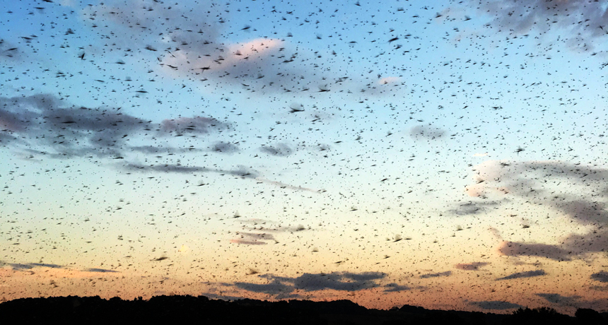 mayfly swarm