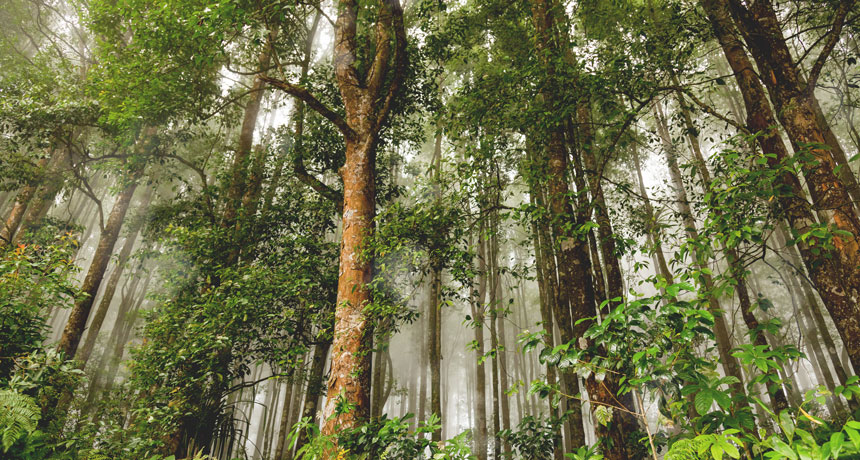forest in Indonesia