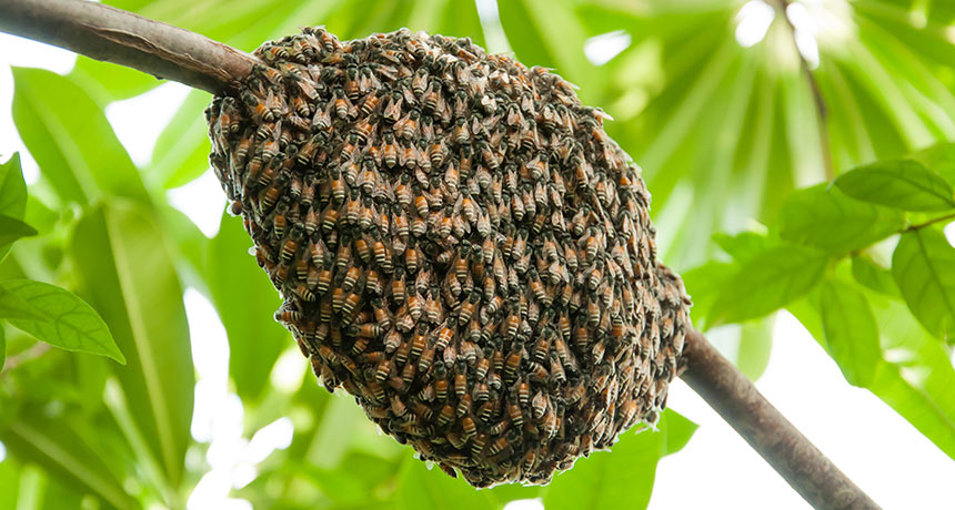 bees on a tree branch