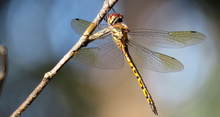 How math helps explain the delicate patterns of dragonfly wings