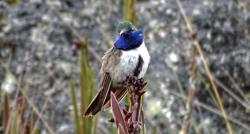 blue-throated Hillstar hummingbird