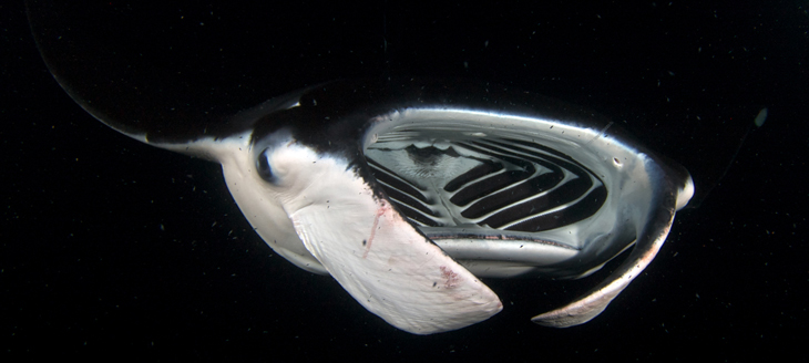 a close up photo of the mouth of a manta ray