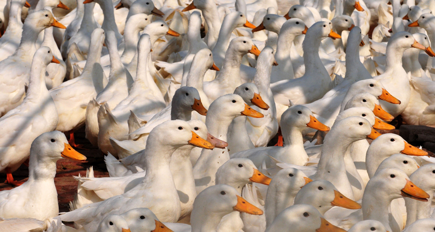 ducks in China