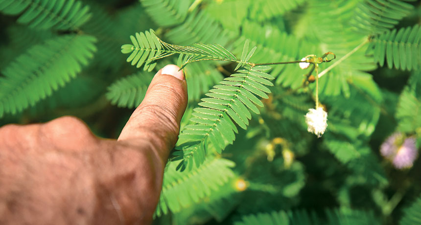 Mimosa pudica plant