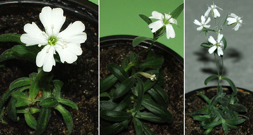 Silene stenophylla