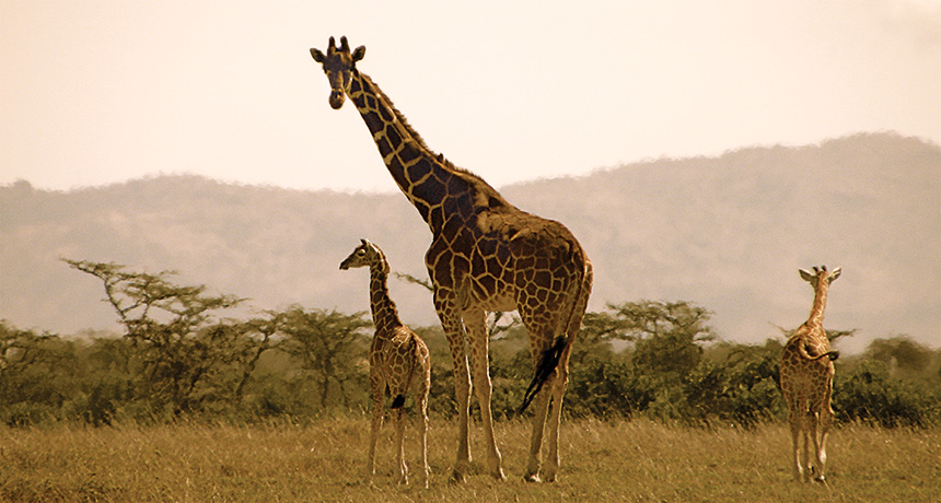 giraffe