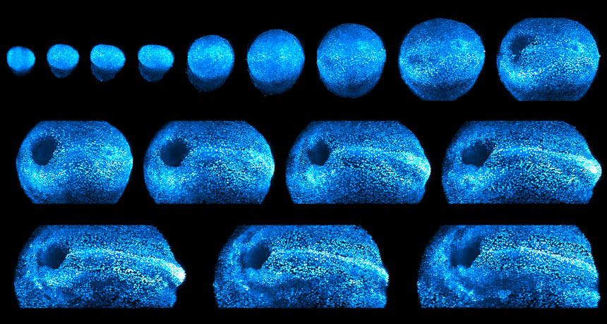 mouse embryo developing