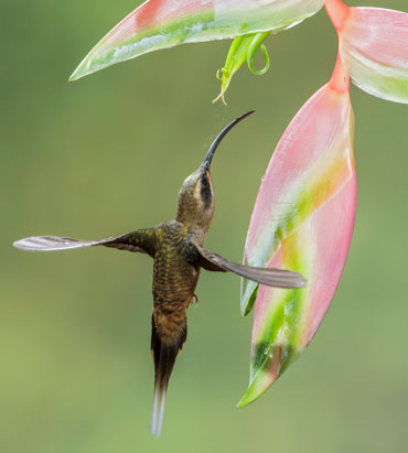 a hummingbird hovering near a flower