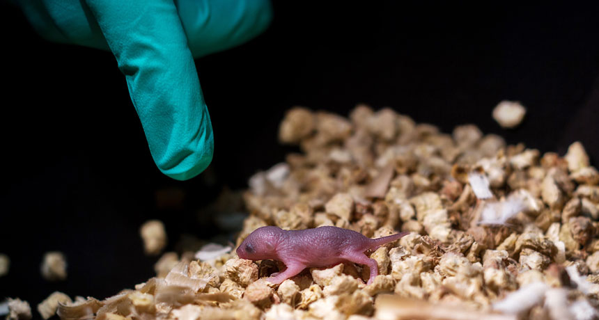 mouse pup