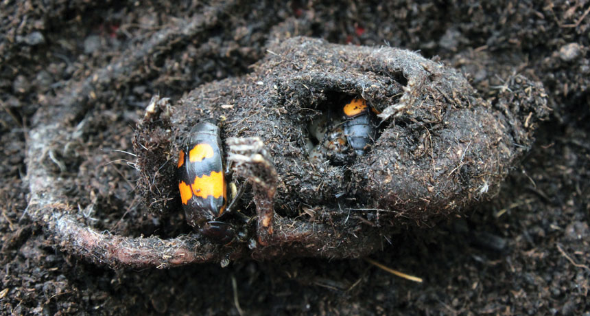 burying beetles