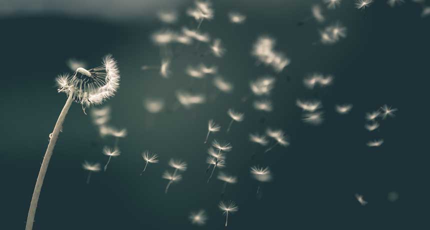 dandelion floof