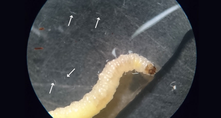 Nematode worm