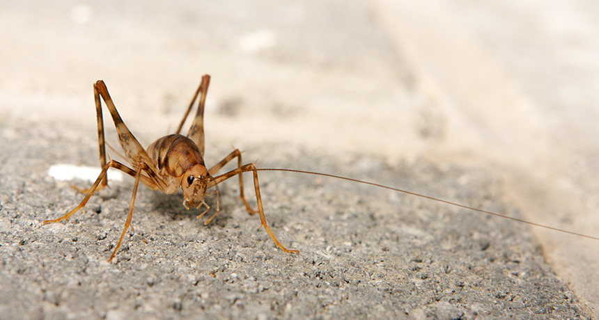 camel cricket