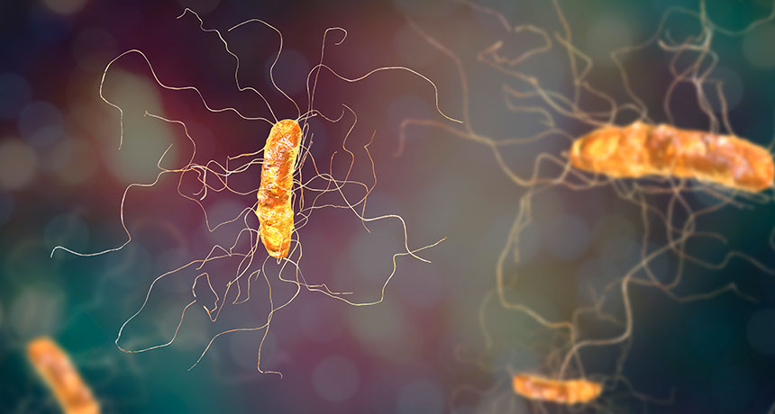 Clostridioides difficile illustration
