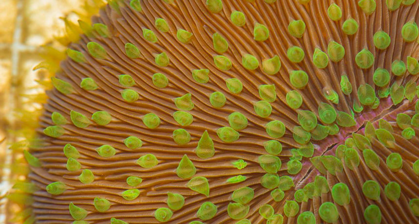 adult coral